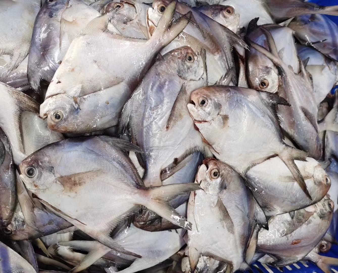 1594028710145621.jpg d775dfcc4699825a3b9249ce936ead3.jpg